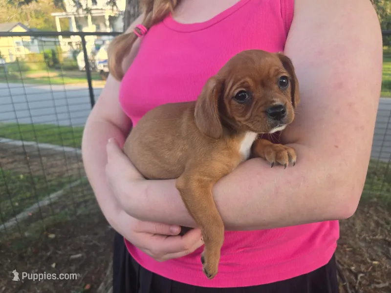 Bailey – Cavalier King Charles Spaniel, Chorkie puppy for sale in Poquoson, VA