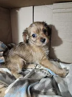 Polly, a female Cavalier King Charles Spaniel and Chorkie for sale in Poquoson, VA – 5 of 5