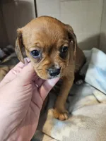 Bailey, a male Cavalier King Charles Spaniel and Chorkie for sale in Poquoson, VA – 4 of 4