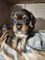 Violet, a female Cavalier King Charles Spaniel and Chorkie for sale in Poquoson, VA – 5 of 5