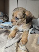 Polly, a female Cavalier King Charles Spaniel and Chorkie for sale in Poquoson, VA – 3 of 5