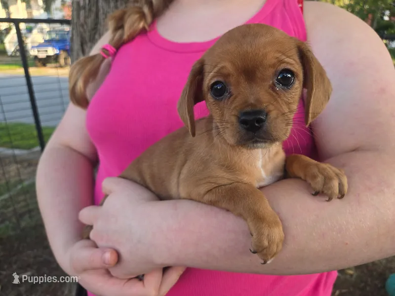 Susie – Cavalier King Charles Spaniel, Chorkie puppy for sale in Poquoson, VA