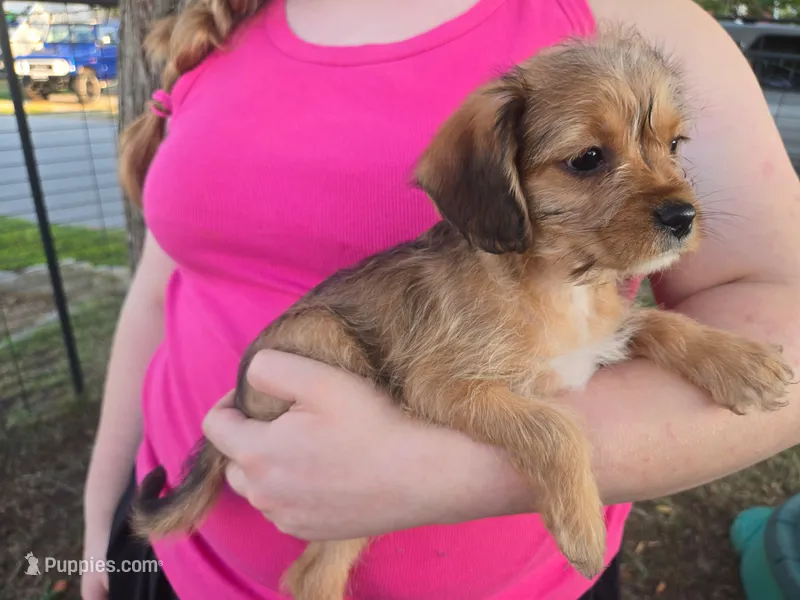 Polly – Cavalier King Charles Spaniel, Chorkie puppy for sale in Poquoson, VA