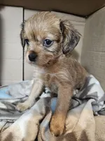 Pepper, a female Cavalier King Charles Spaniel and Chorkie for sale in Poquoson, VA – 5 of 5
