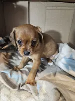 Bailey, a male Cavalier King Charles Spaniel and Chorkie for sale in Poquoson, VA – 3 of 4