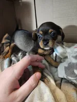 Violet, a female Cavalier King Charles Spaniel and Chorkie for sale in Poquoson, VA – 2 of 5