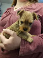 Sky, a female Chorkie for sale in Poquoson City, VA – Photo 3 of 5
