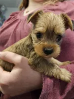 Sky, a female Chorkie for sale in Poquoson City, VA – Photo 4 of 5