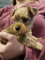 Sky, a female Chorkie for sale in Poquoson City, VA – Photo 1 of 5