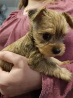 Sky, a female Chorkie for sale in Poquoson City, VA – Photo 2 of 5