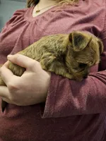 Sky, a female Chorkie for sale in Poquoson City, VA – Photo 5 of 5