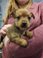 Chase, a male Chorkie for sale in Poquoson City, VA – Photo 1 of 2