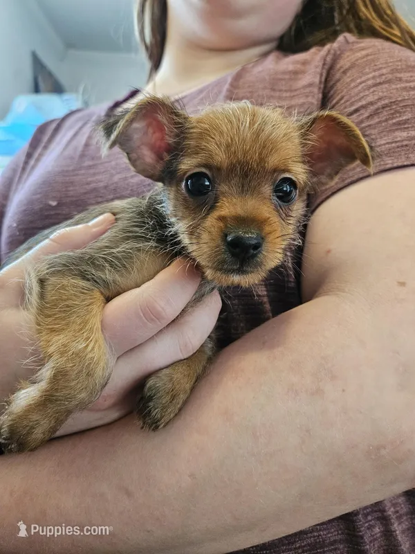 Chase – Chorkie puppy for sale in Poquoson City, VA