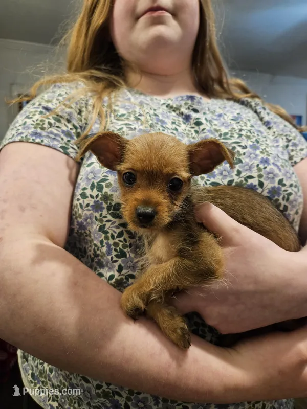 Chase – Chorkie puppy for sale in Poquoson City, VA