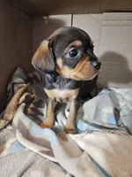 Violet, a female Cavalier King Charles Spaniel and Chorkie for sale in Poquoson, VA – 4 of 5
