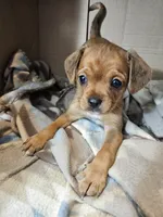 Susie, a female Cavalier King Charles Spaniel and Chorkie for sale in Poquoson, VA – 6 of 6