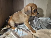 Bailey, a male Cavalier King Charles Spaniel and Chorkie for sale in Poquoson, VA – 2 of 4