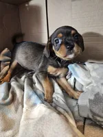 Violet, a female Cavalier King Charles Spaniel and Chorkie for sale in Poquoson, VA – 3 of 5