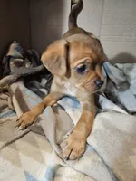 Susie, a female Cavalier King Charles Spaniel and Chorkie for sale in Poquoson, VA – 2 of 6