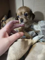 Pepper, a female Cavalier King Charles Spaniel and Chorkie for sale in Poquoson, VA – 3 of 5