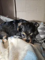 Roger, a male Cavalier King Charles Spaniel and Chorkie for sale in Poquoson, VA – 2 of 5