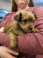 Marshall, a male Chorkie for sale in Poquoson City, VA – Photo 2 of 2