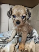 Pepper, a female Cavalier King Charles Spaniel and Chorkie for sale in Poquoson, VA – 2 of 5