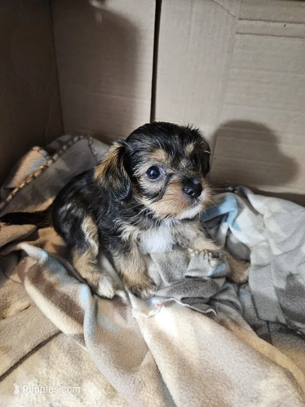 Roger – Cavalier King Charles Spaniel, Chorkie puppy for sale in Poquoson, VA