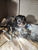 Roger, a male Cavalier King Charles Spaniel and Chorkie for sale in Poquoson, VA – 1 of 5
