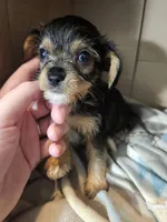 Roger, a male Cavalier King Charles Spaniel and Chorkie for sale in Poquoson, VA – 5 of 5