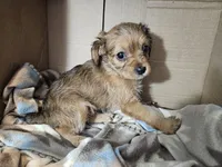 Polly, a female Cavalier King Charles Spaniel and Chorkie for sale in Poquoson, VA – 1 of 5