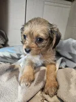 Polly, a female Cavalier King Charles Spaniel and Chorkie for sale in Poquoson, VA – 4 of 5