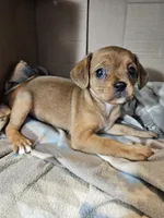 Susie, a female Cavalier King Charles Spaniel and Chorkie for sale in Poquoson, VA – 3 of 6