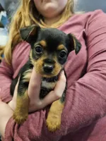 Rubble, a male Chorkie for sale in Poquoson City, VA – Photo 2 of 3