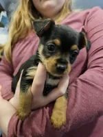 Rubble, a male Chorkie for sale in Poquoson City, VA – Photo 1 of 3