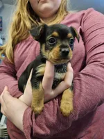 Rubble, a male Chorkie for sale in Poquoson City, VA – Photo 3 of 3