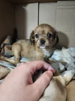 Pepper, a female Cavalier King Charles Spaniel and Chorkie for sale in Poquoson, VA – 1 of 5