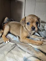 Susie, a female Cavalier King Charles Spaniel and Chorkie for sale in Poquoson, VA – 4 of 6