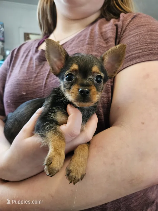 Liberty – Chorkie puppy for sale in Poquoson City, VA