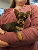 Liberty, a female Chorkie for sale in Poquoson City, VA – Photo 4 of 5