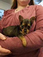 Liberty, a female Chorkie for sale in Poquoson City, VA – Photo 3 of 5
