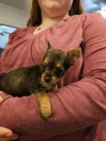Liberty, a female Chorkie for sale in Poquoson City, VA – Photo 5 of 5