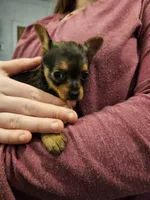 Liberty, a female Chorkie for sale in Poquoson City, VA – Photo 2 of 5