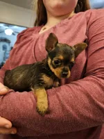 Liberty, a female Chorkie for sale in Poquoson City, VA – Photo 1 of 5