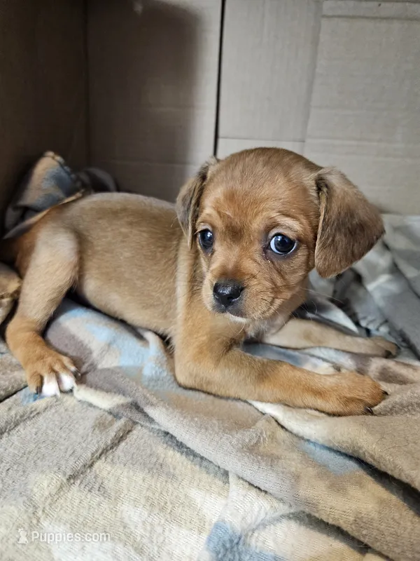 Susie – Cavalier King Charles Spaniel, Chorkie puppy for sale in Poquoson, VA