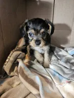Roger, a male Cavalier King Charles Spaniel and Chorkie for sale in Poquoson, VA – 4 of 5