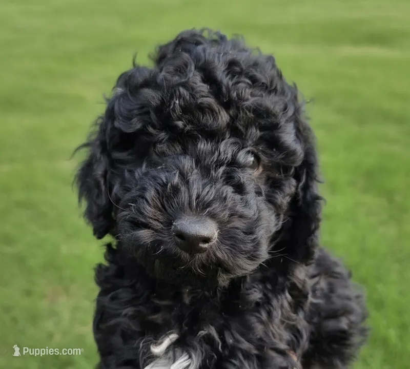 Blue – Miniature Bernedoodle puppy for sale in Shelley, ID