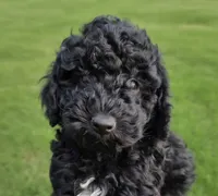 Blue, a male Miniature Bernedoodle for sale in Shelley, ID – 1 of 1