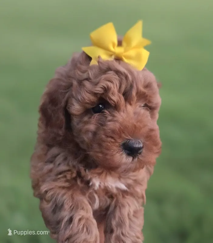 Yellow – Miniature Bernedoodle puppy for sale in Shelley, ID