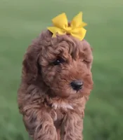 Yellow, a female Miniature Bernedoodle for sale in Shelley, ID – 1 of 1